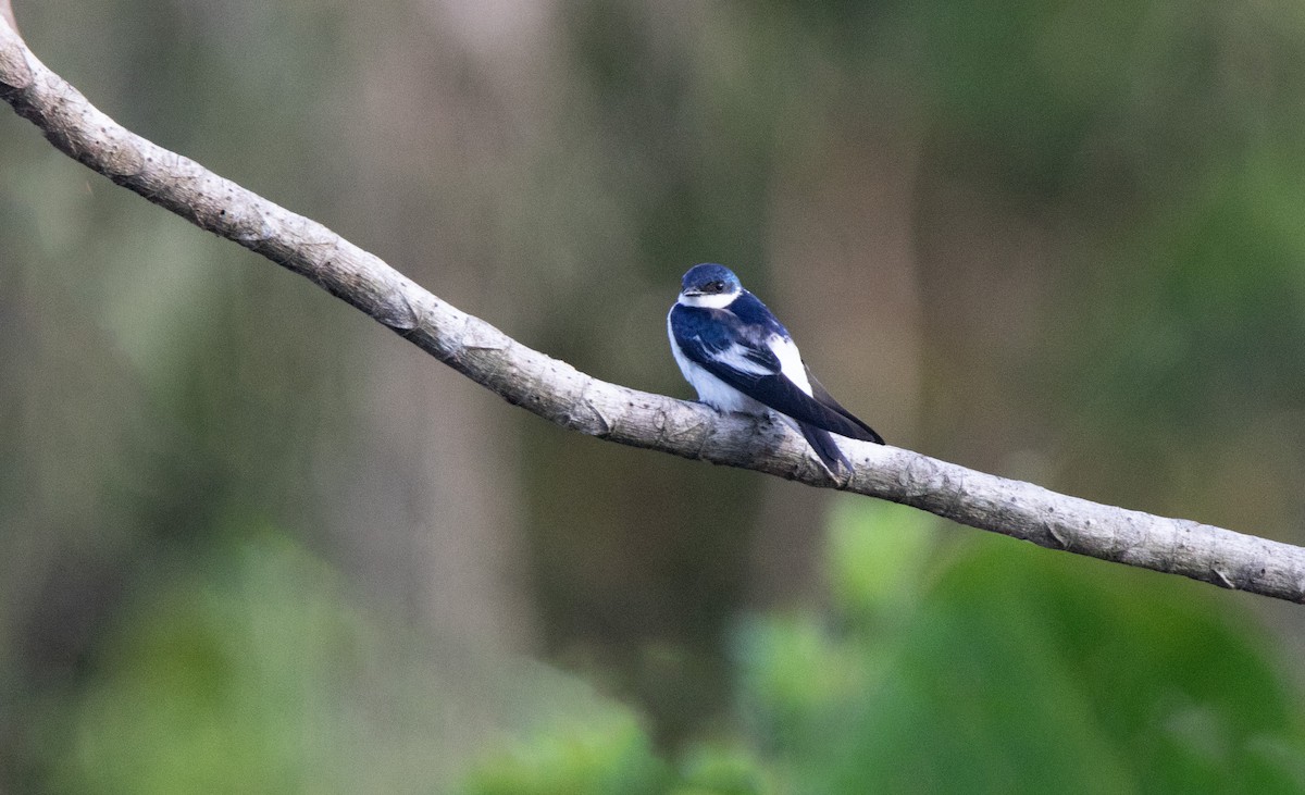 White-winged Swallow - ML645895963
