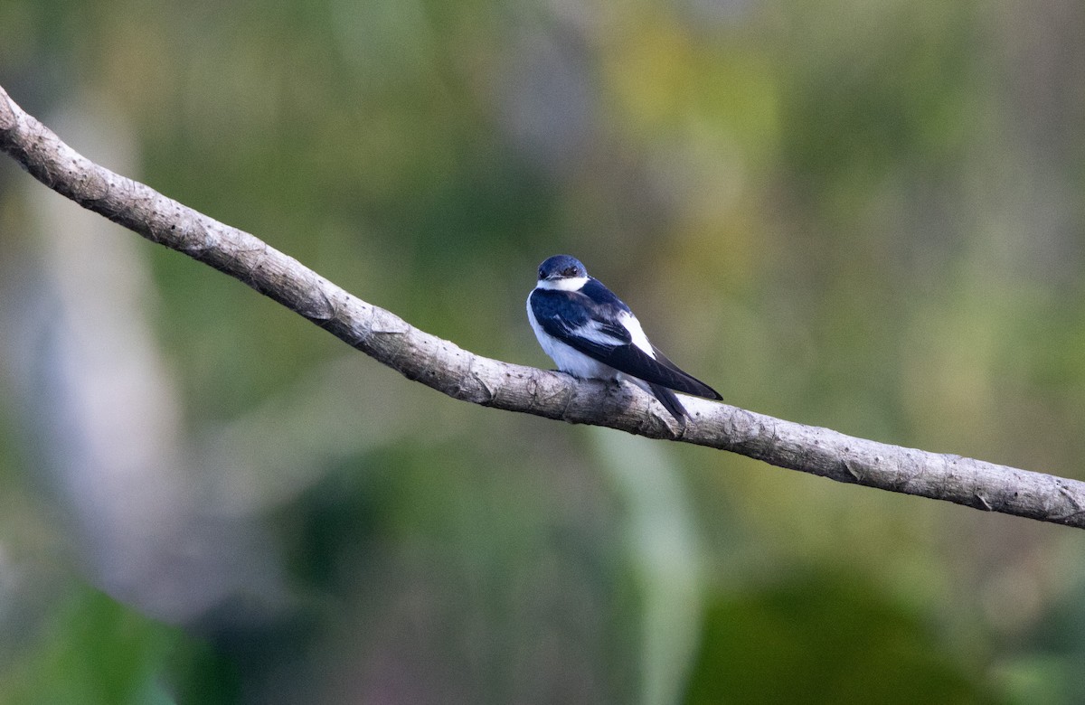 White-winged Swallow - ML645895964