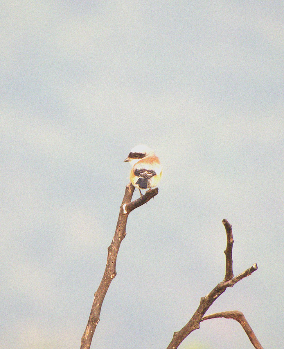 Bay-backed Shrike - ML645895965
