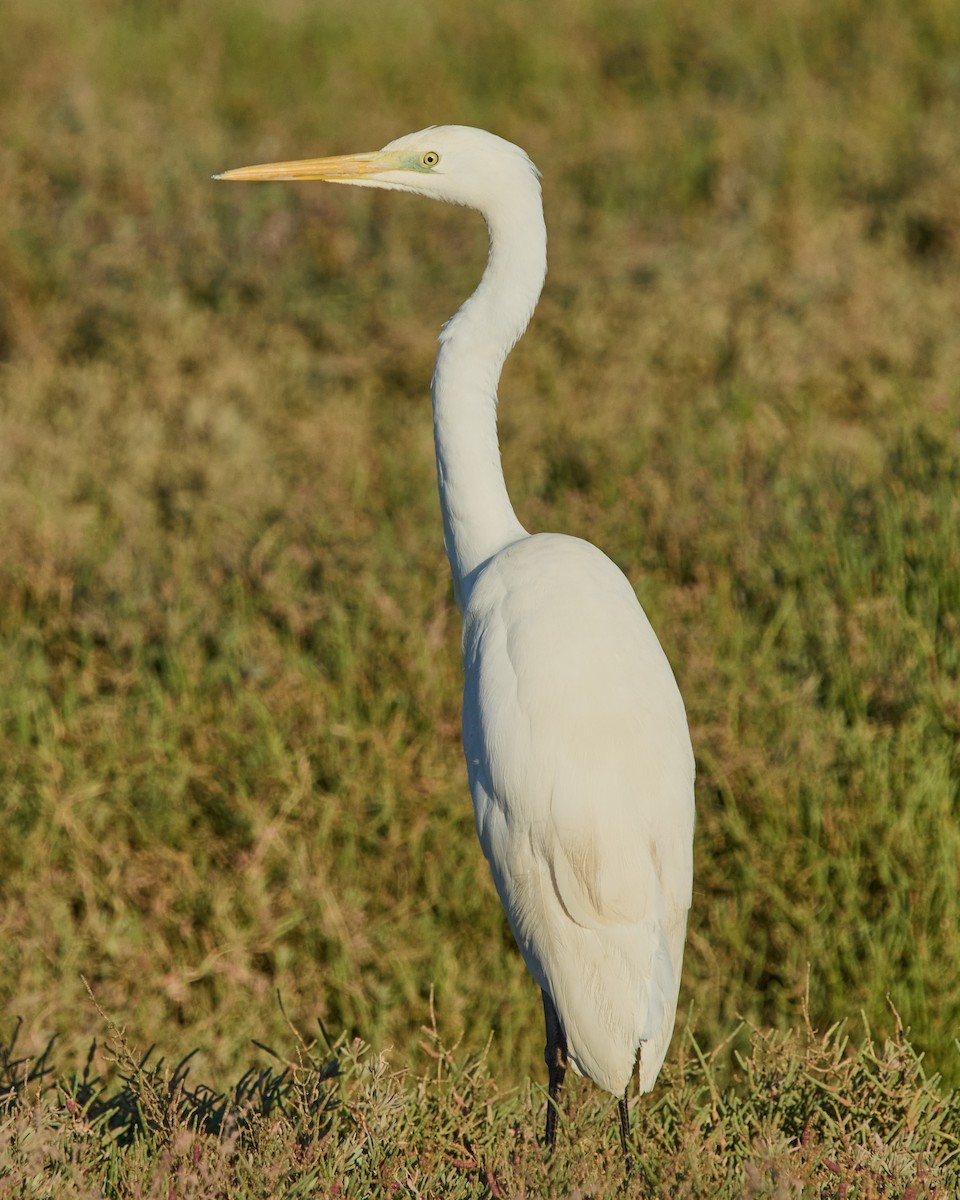 Great Egret - ML645895966
