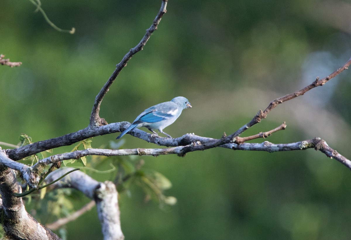 Blue-gray Tanager - ML645895967