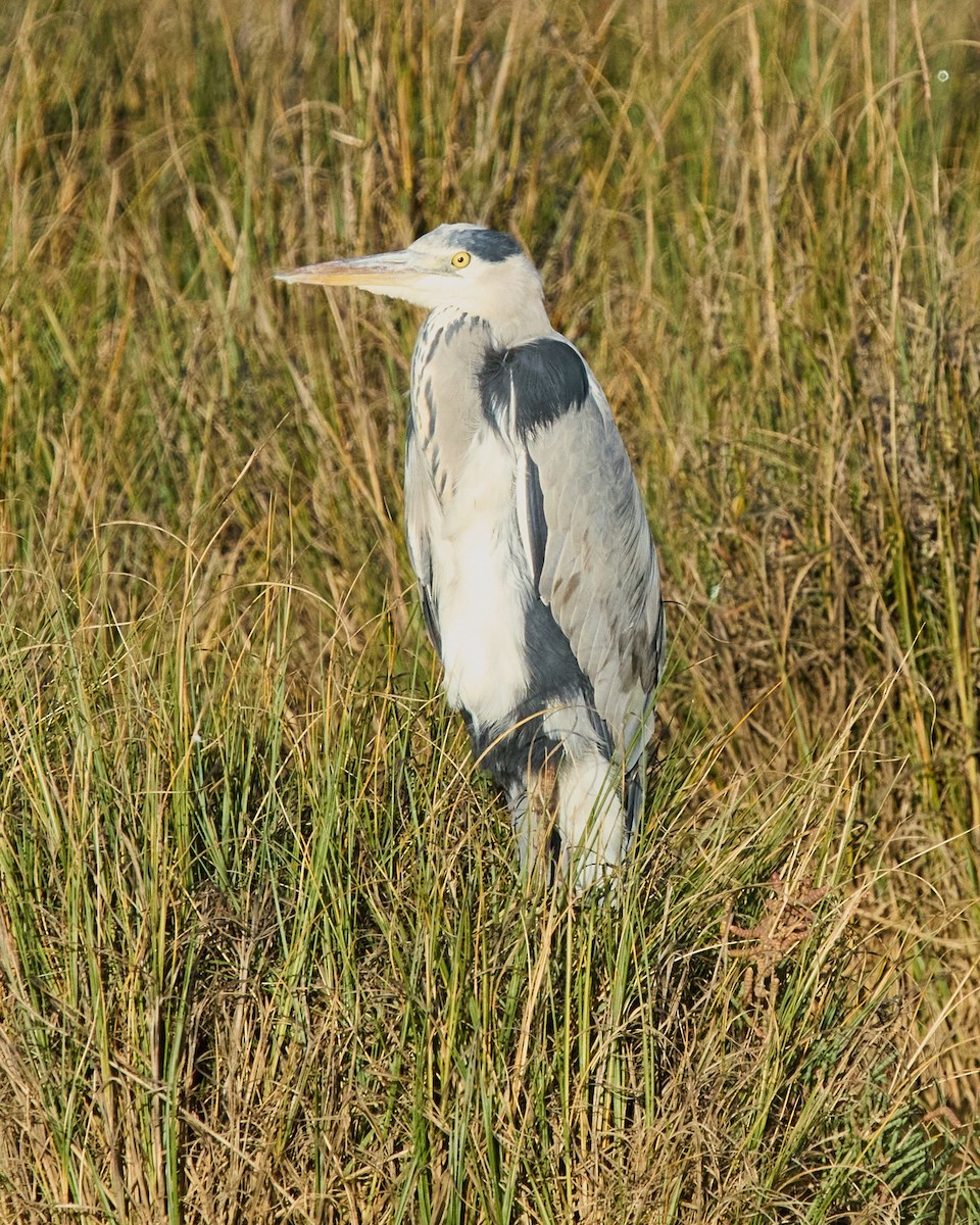 Gray Heron - ML645895969