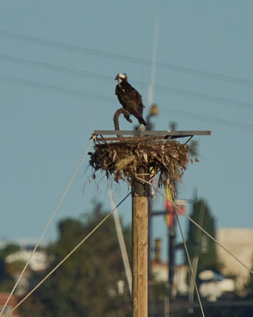 Osprey - ML645895970