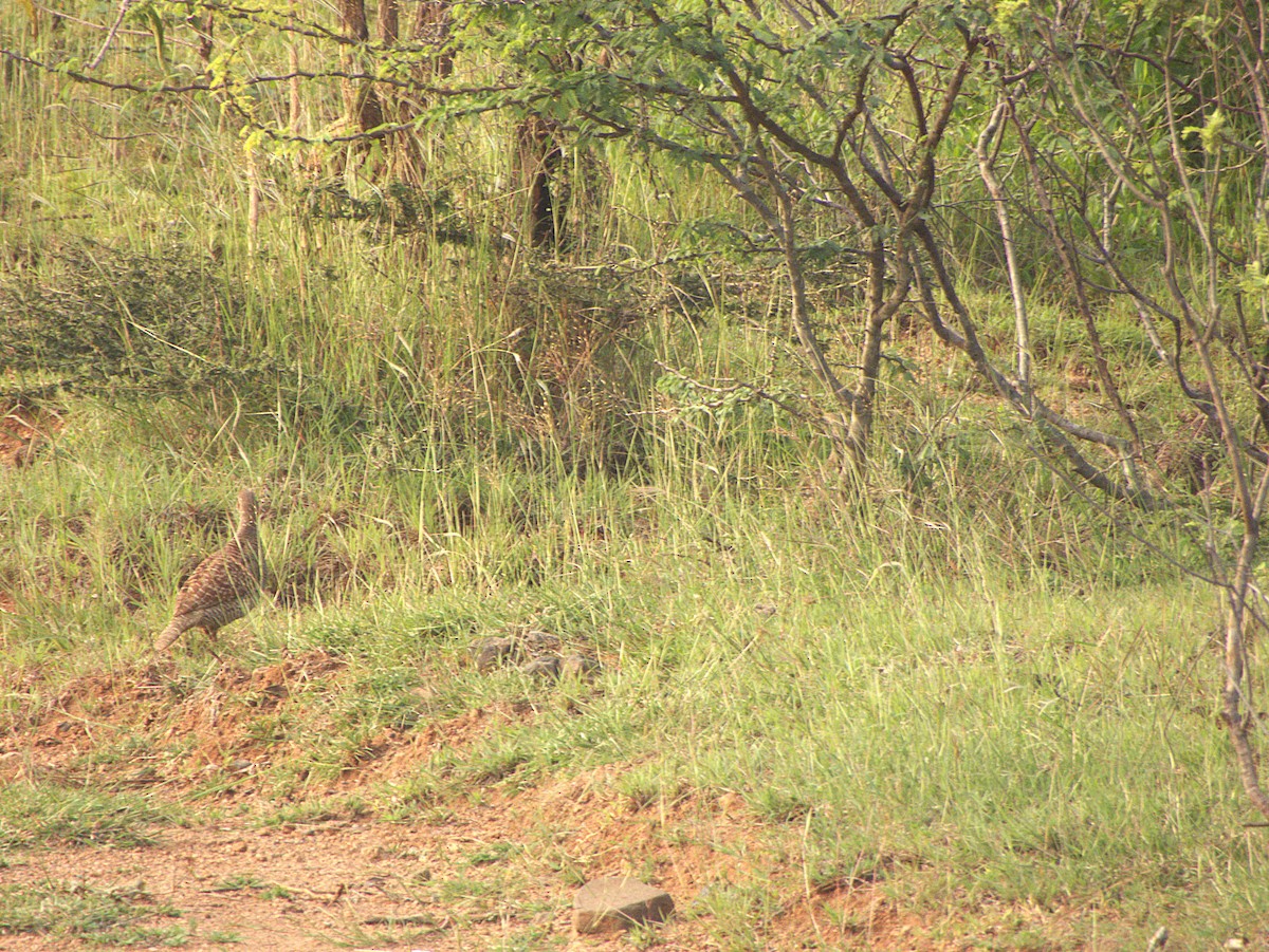 Gray Francolin - ML645895972