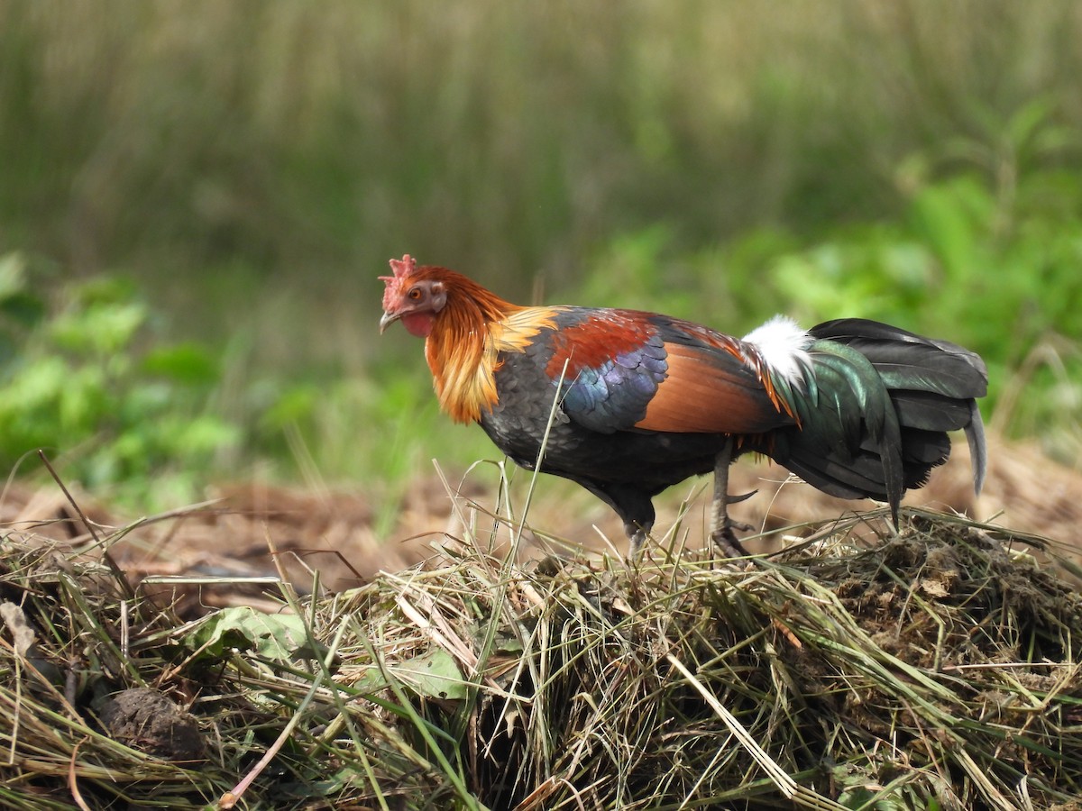Red Junglefowl - ML645895977