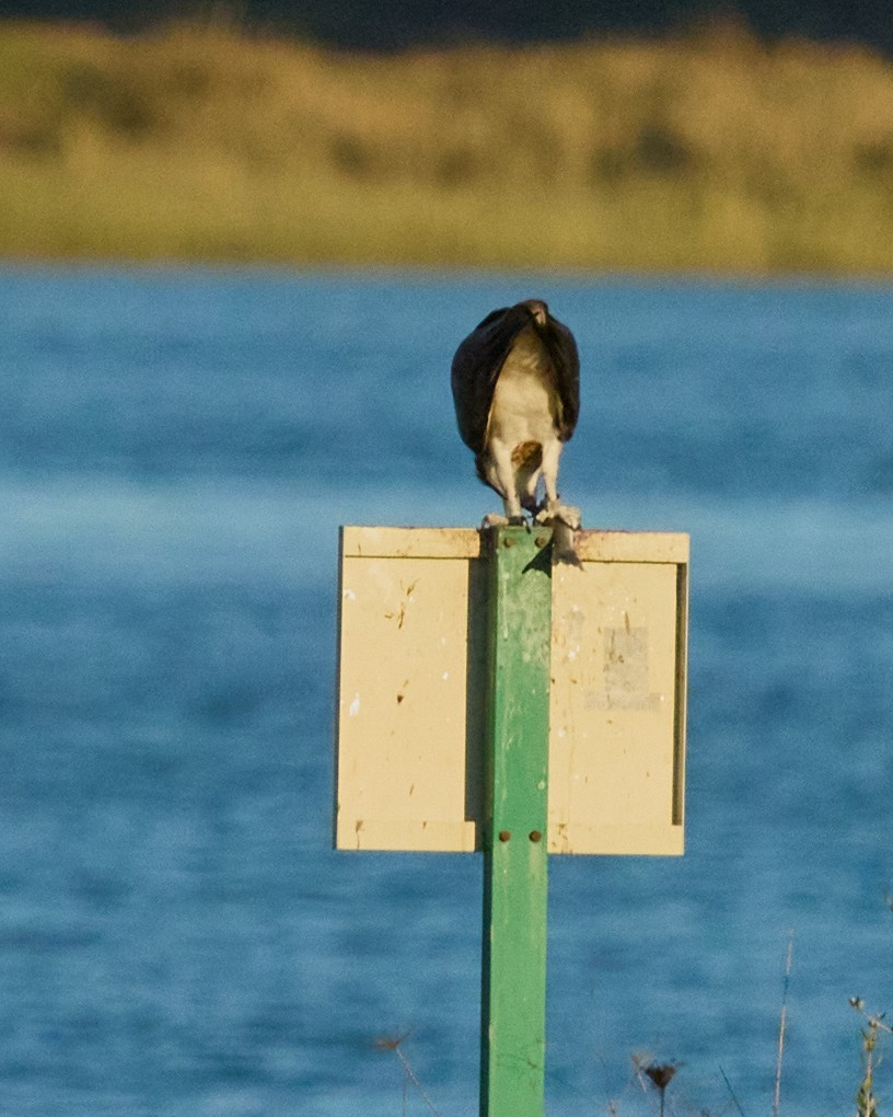 Osprey - ML645895979
