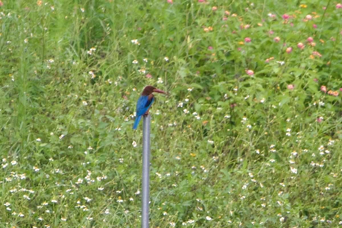 White-throated Kingfisher - ML645895980