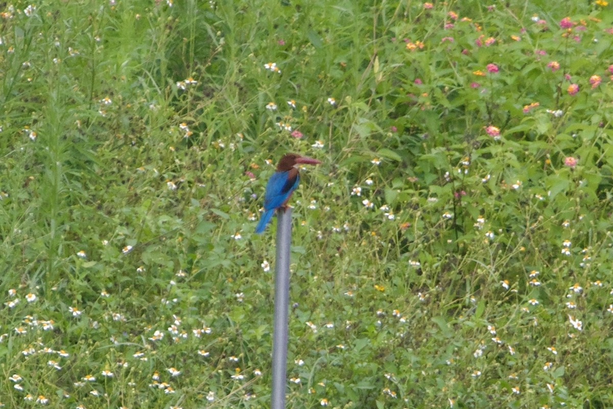 White-throated Kingfisher - ML645895981