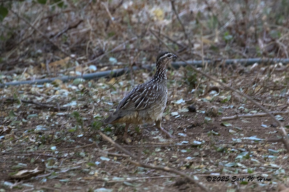 Crested Francolin - ML645895982