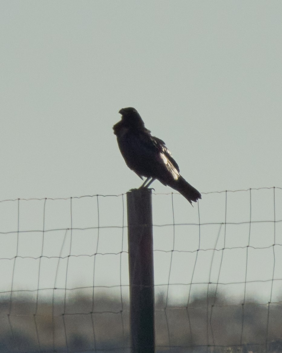 Common Raven - ML645895983