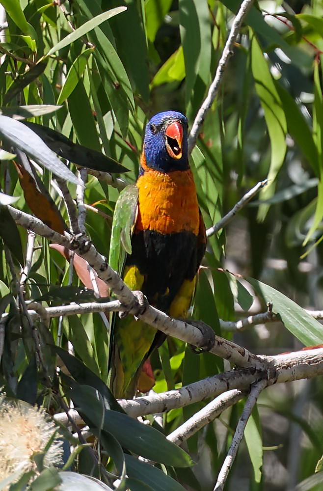 Red-collared Lorikeet - ML645895993