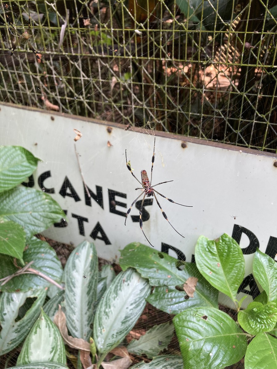 Spiders - ML645895999