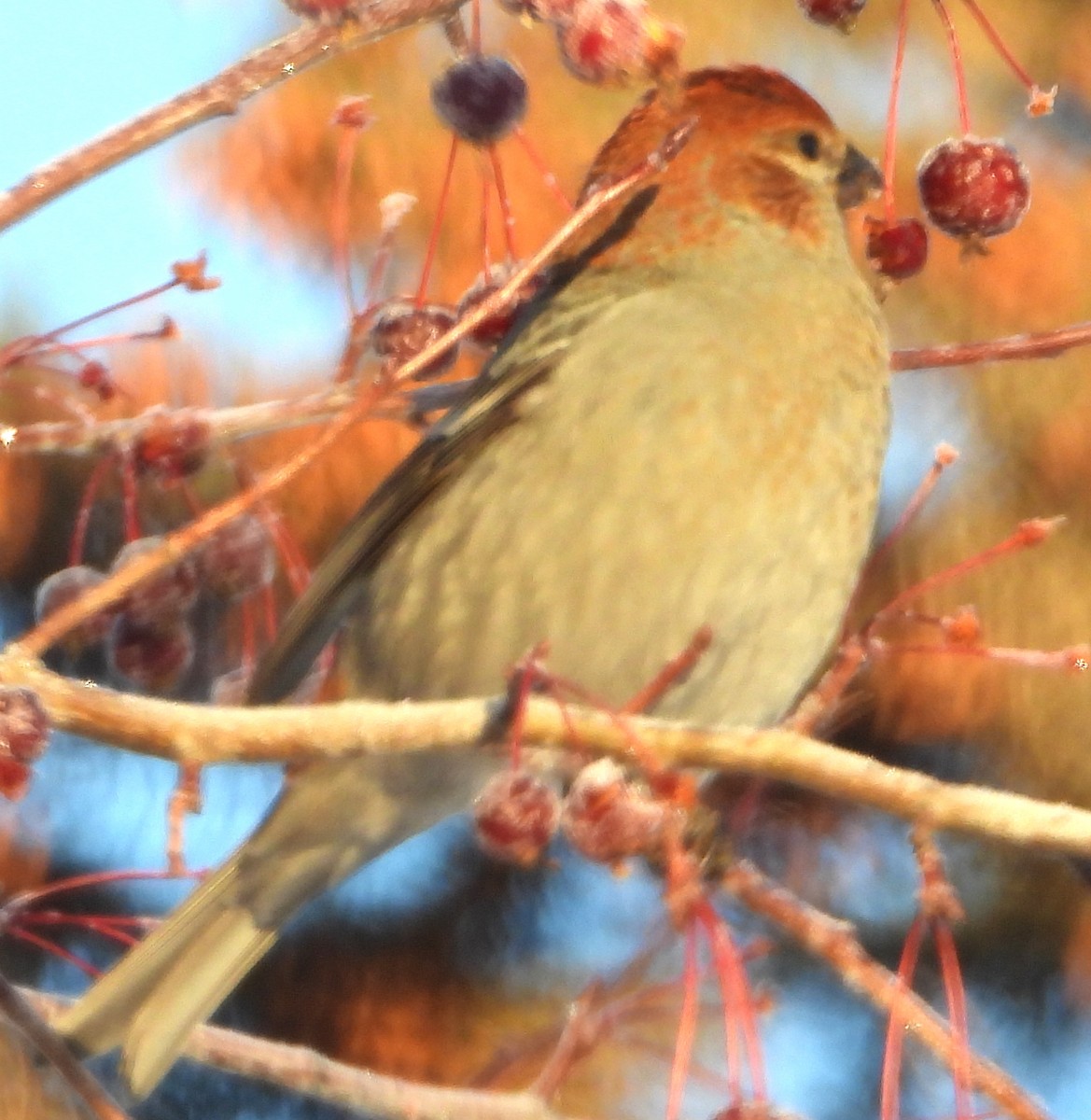 Pinu-gailupa - ML645896002