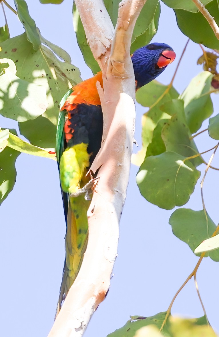 Red-collared Lorikeet - ML645896003
