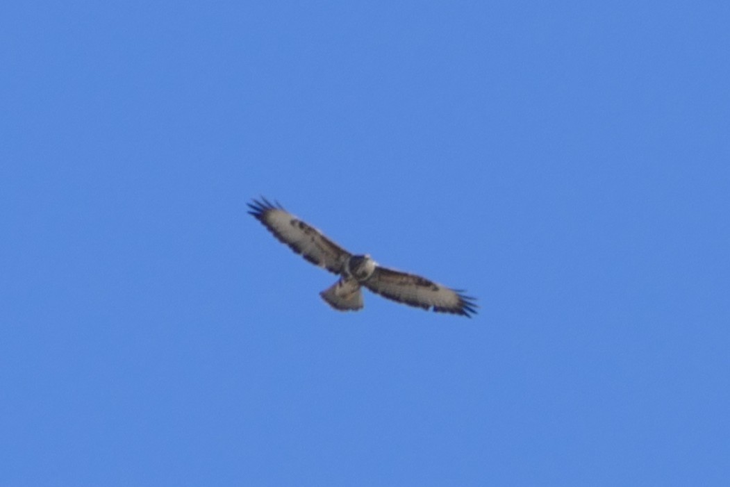 Buse variable - ML645896006