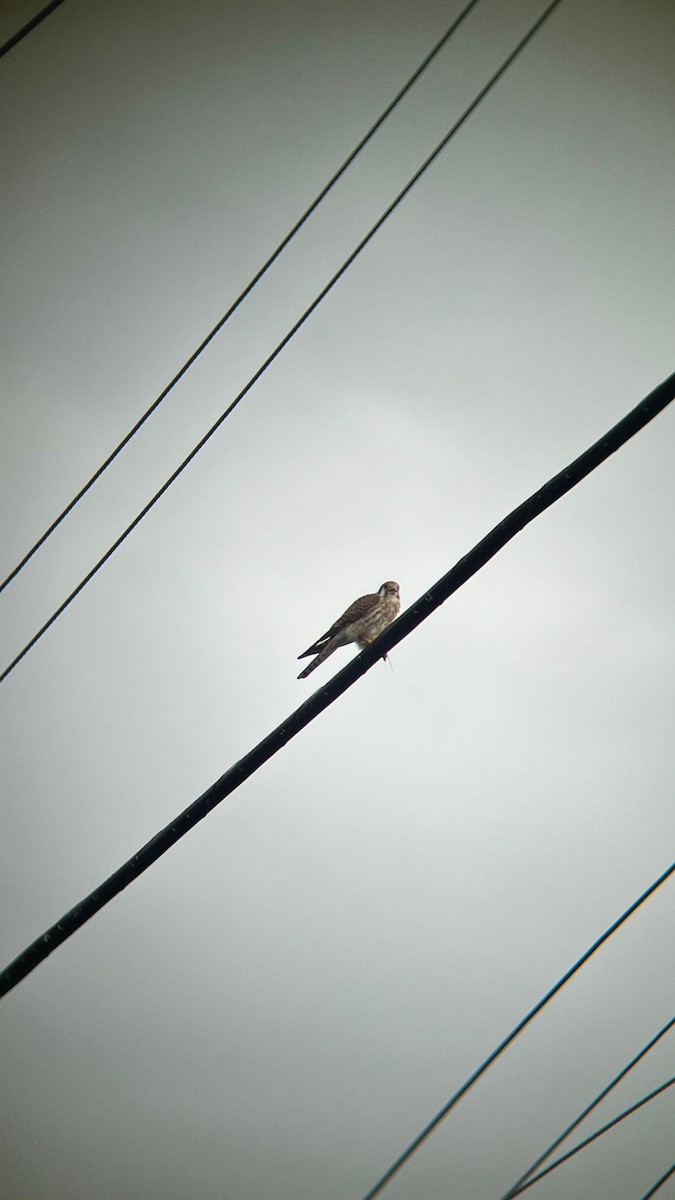 American Kestrel - ML645896012