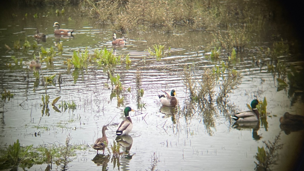 Mallard - ML645896015