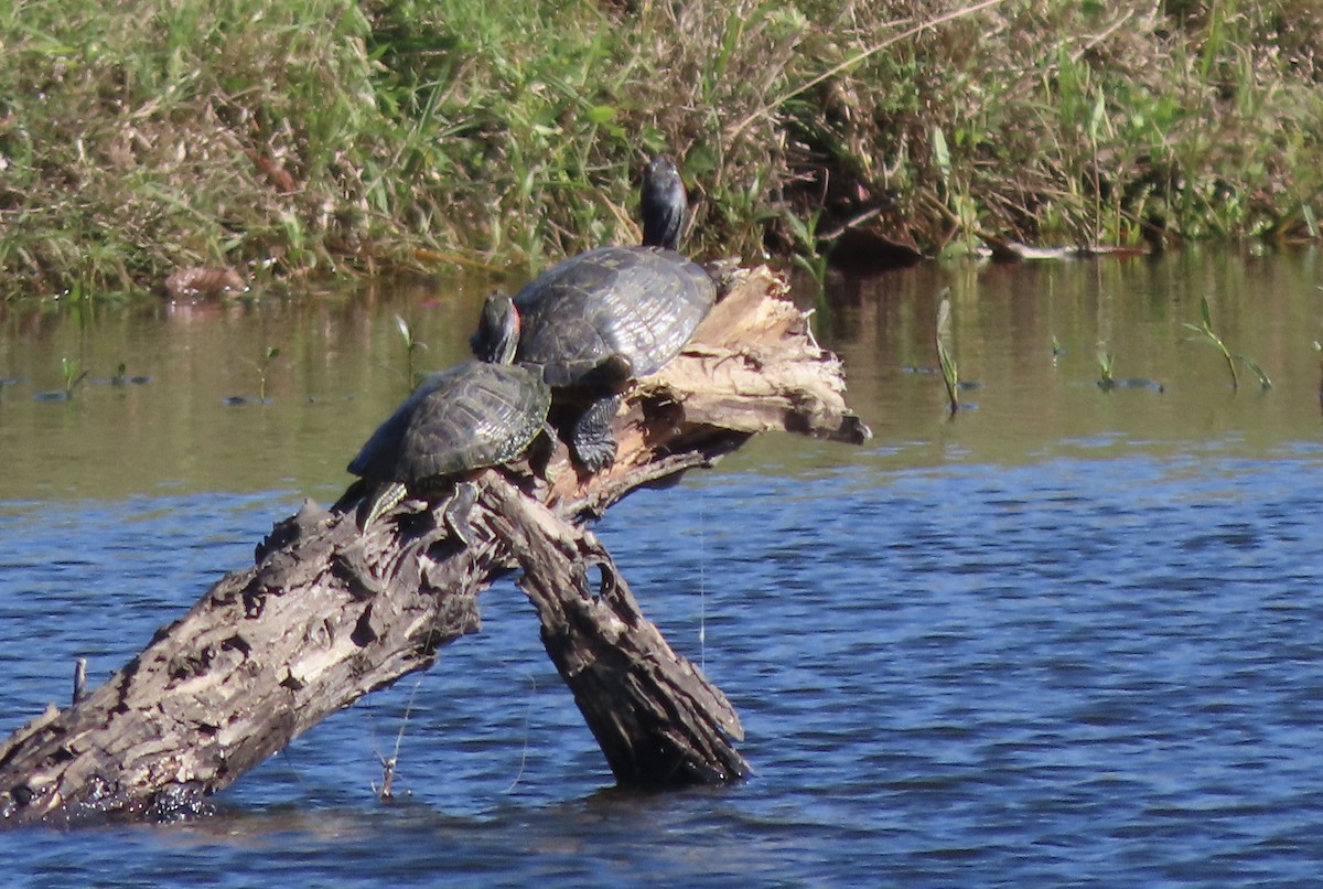 Animals - ML645896022