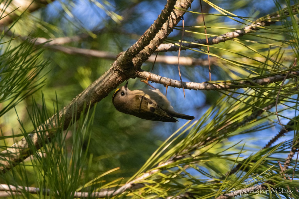 králíček obecný - ML645896025