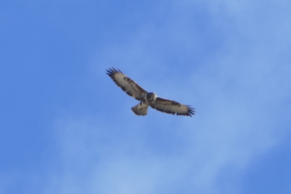 Buse variable - ML645896049