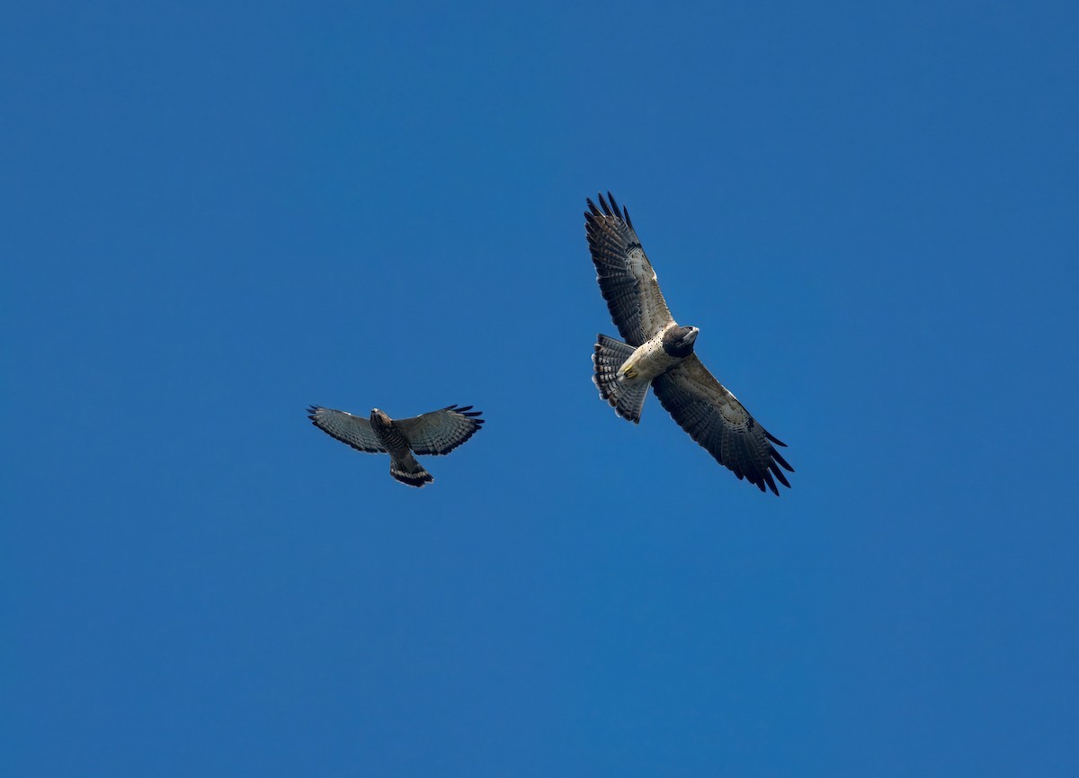 káně širokokřídlá - ML645896052