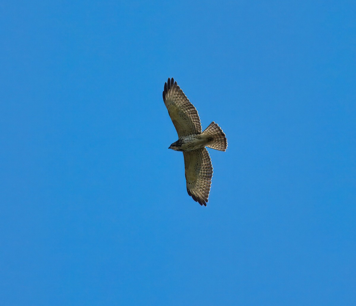 káně širokokřídlá - ML645896063