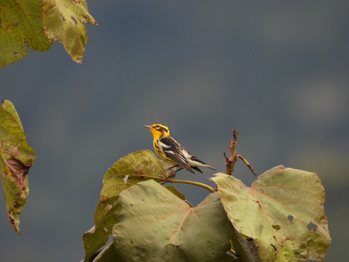 Reinita Gorjinaranja - ML645896064