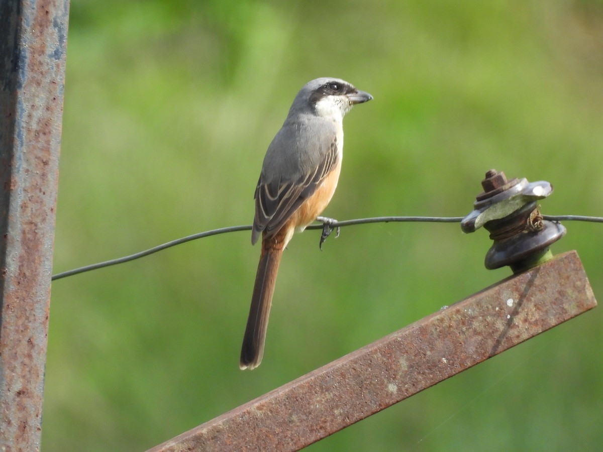 Gray-backed Shrike - ML645896069