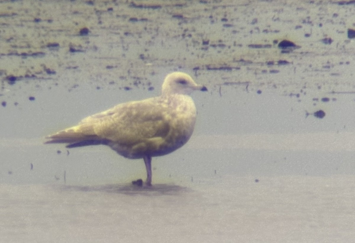 Iceland Gull (thayeri/kumlieni) - ML645896070