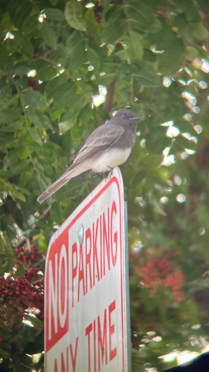 Black Phoebe - ML645896077