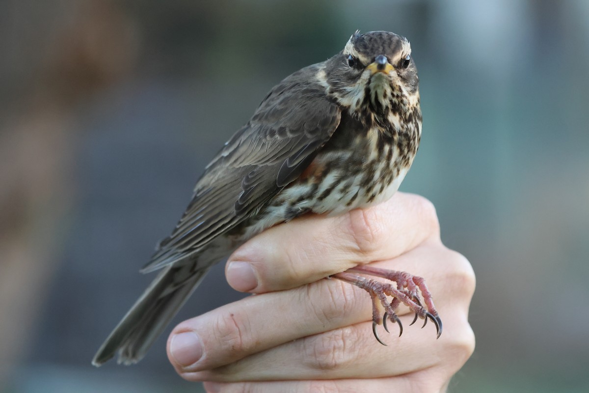 Redwing - ML645896090