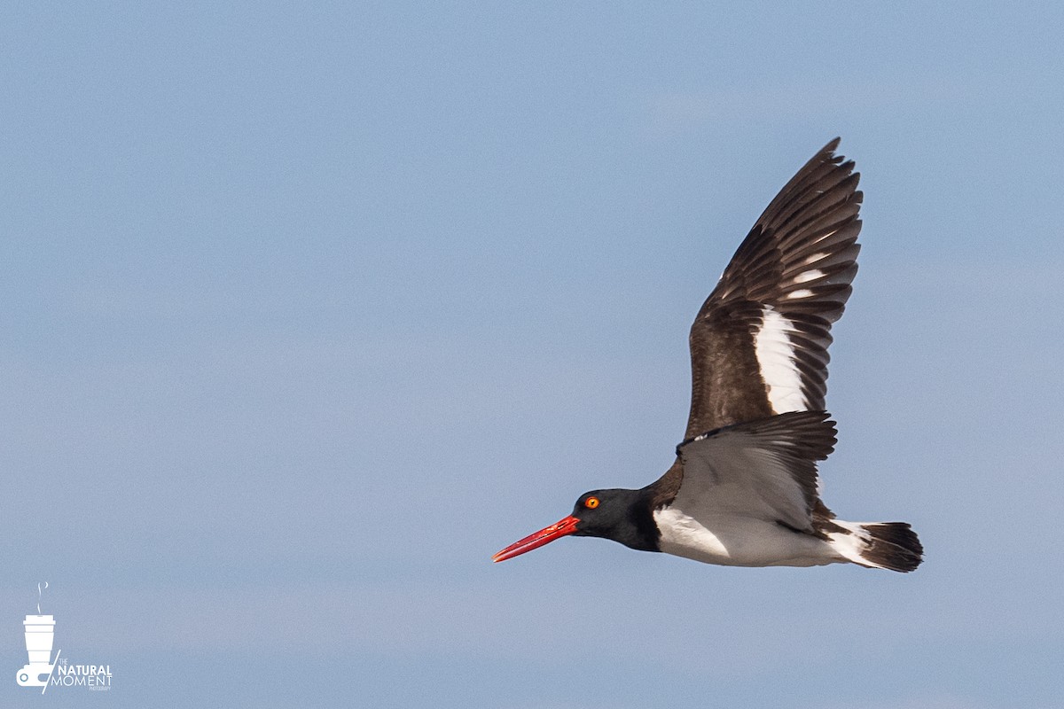 American Oystercatcher - ML645896091