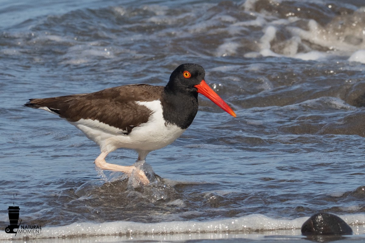 American Oystercatcher - ML645896092