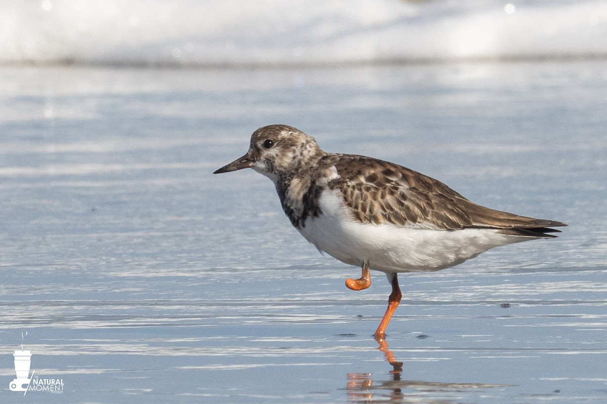 Ruddy Turnstone - ML645896097