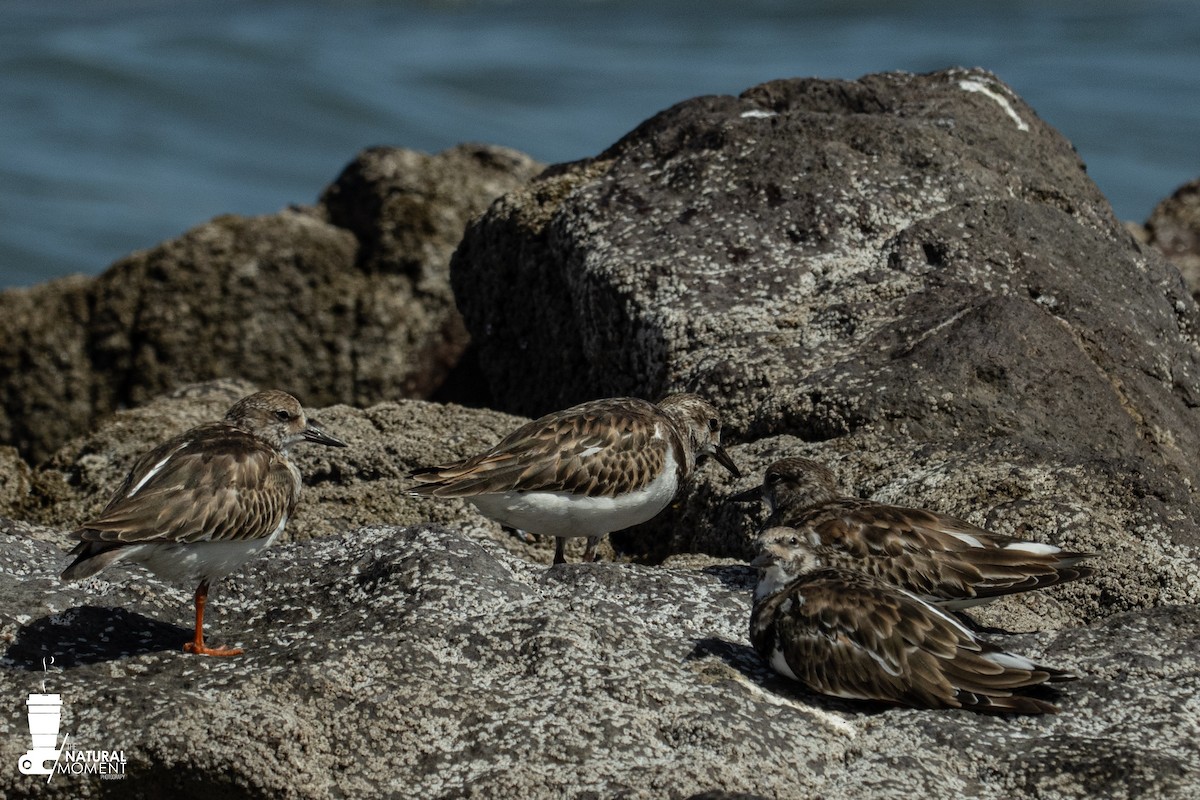 Ruddy Turnstone - ML645896098
