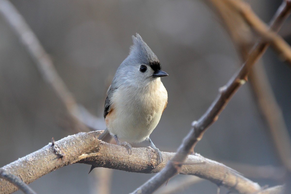 Tufted Titmouse - ML645896103