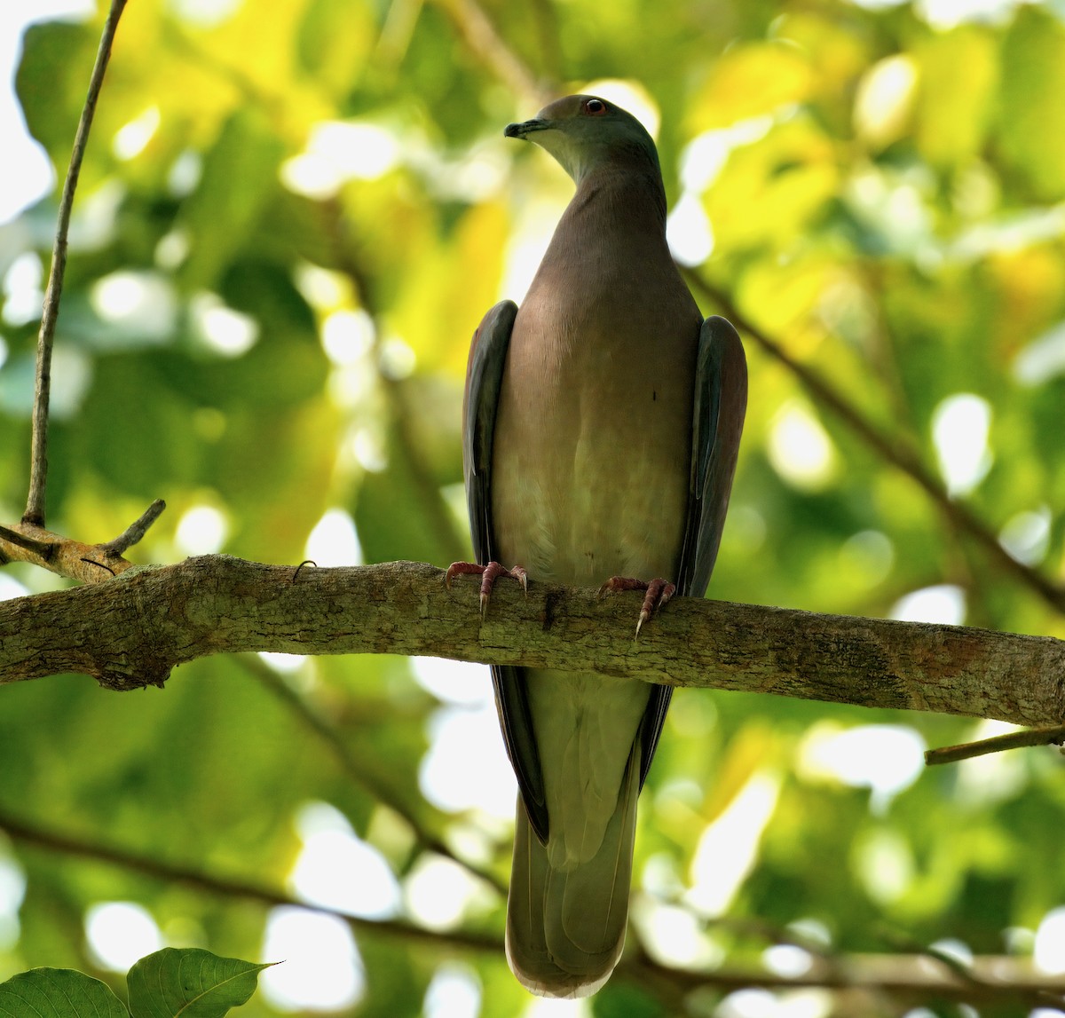 Paloma Colorada - ML645896107