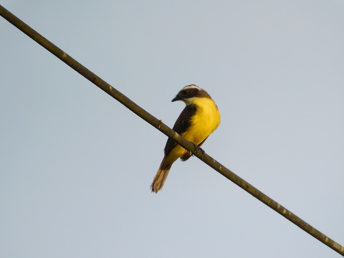 Sosyal Tiran - ML645896112