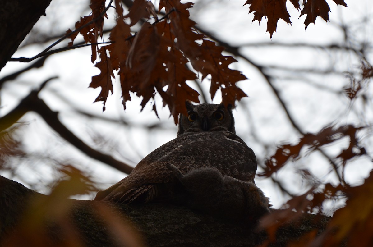 Great Horned Owl - ML645896125