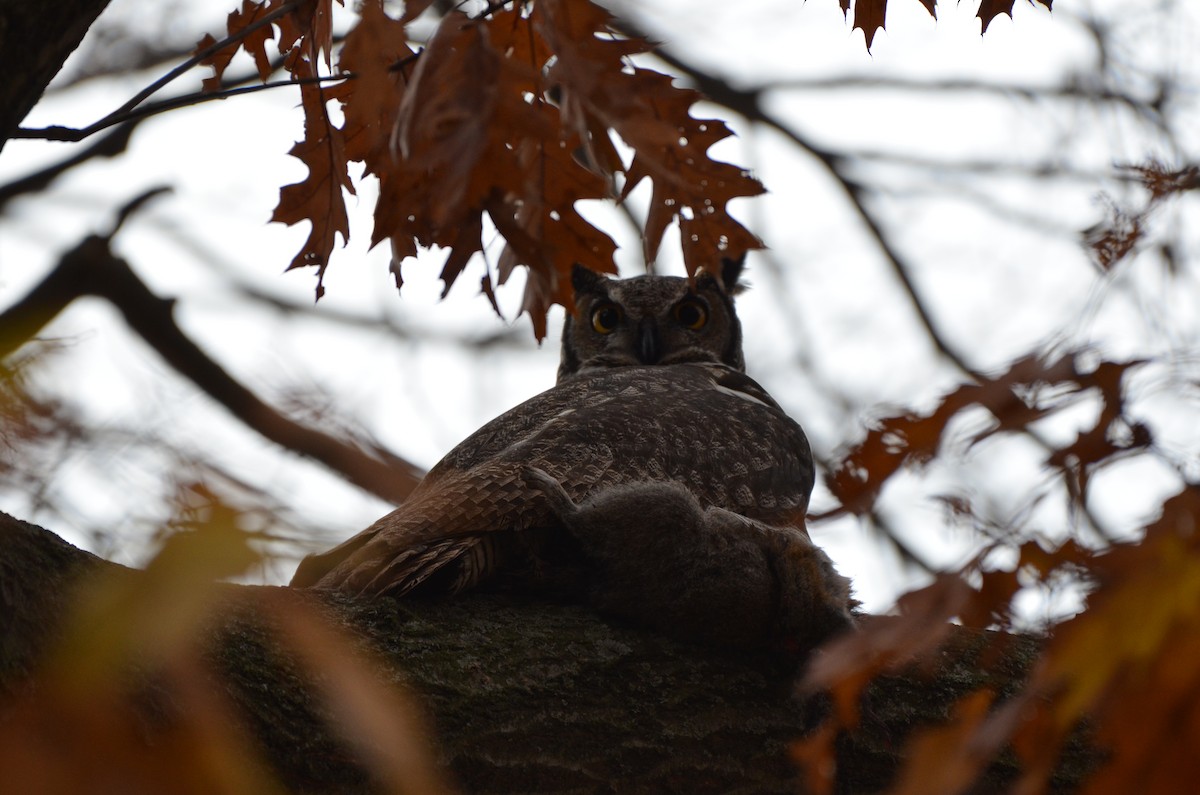 Great Horned Owl - ML645896126