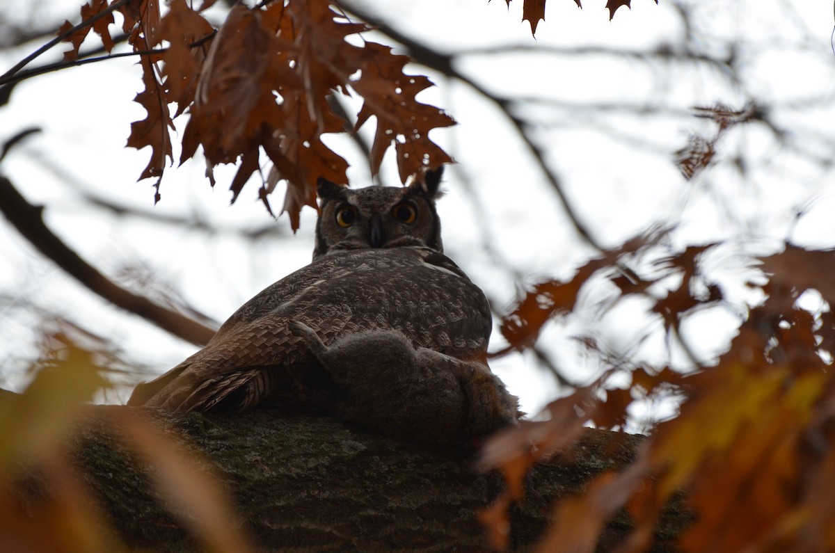 Great Horned Owl - ML645896128