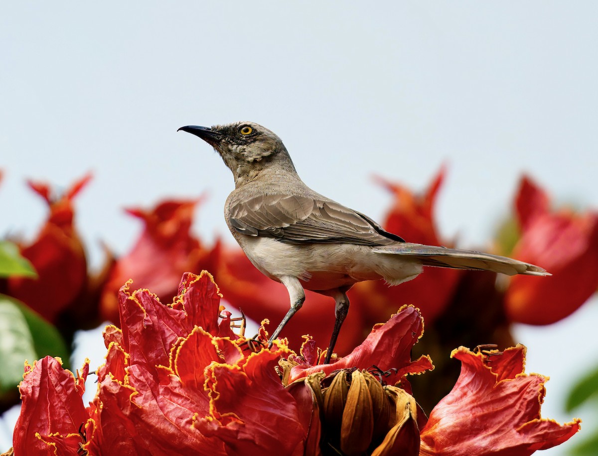 Tropikal Taklitçi - ML645896137