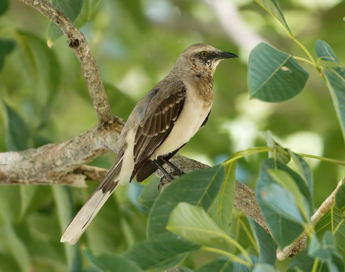 Tropikal Taklitçi - ML645896139