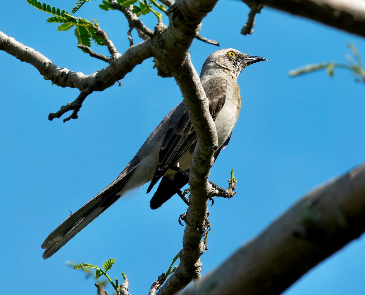 Tropikal Taklitçi - ML645896140