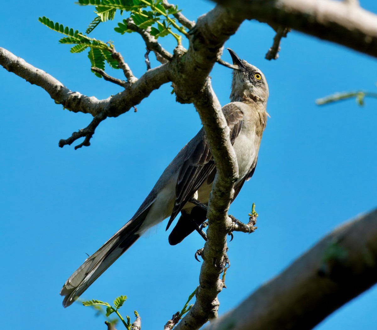 Tropikal Taklitçi - ML645896141