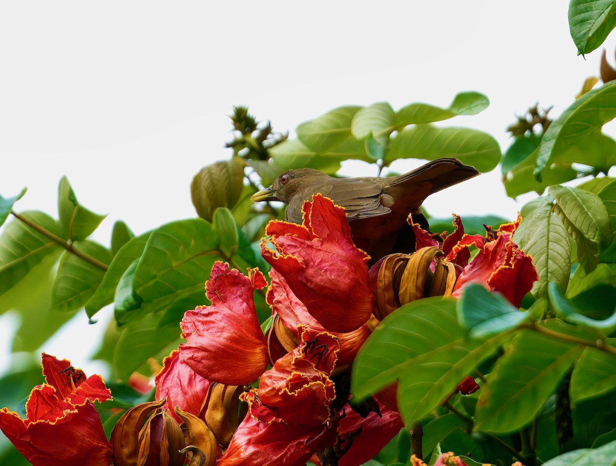 leirtrost - ML645896143