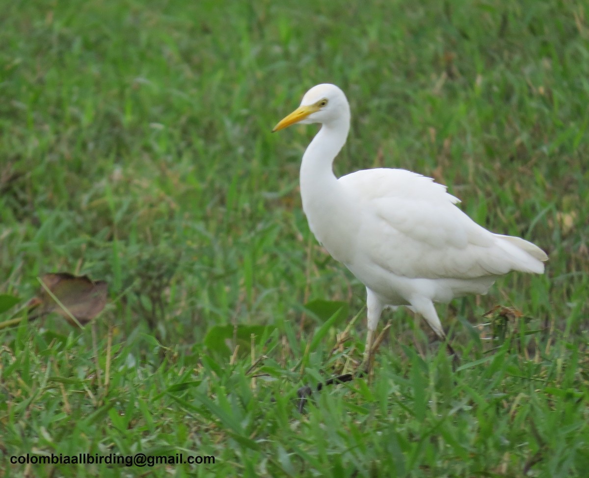 kuhegre - ML645896144