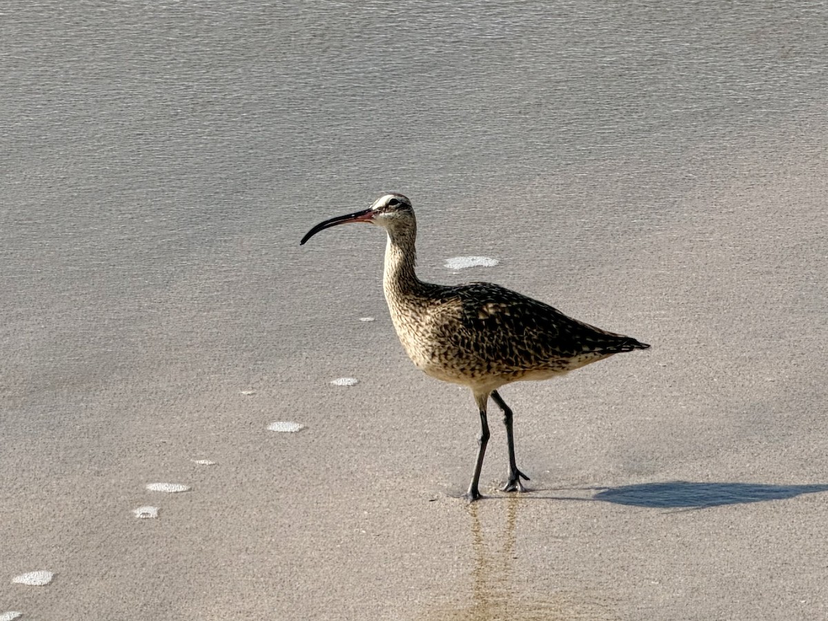 tundraspove - ML645896147