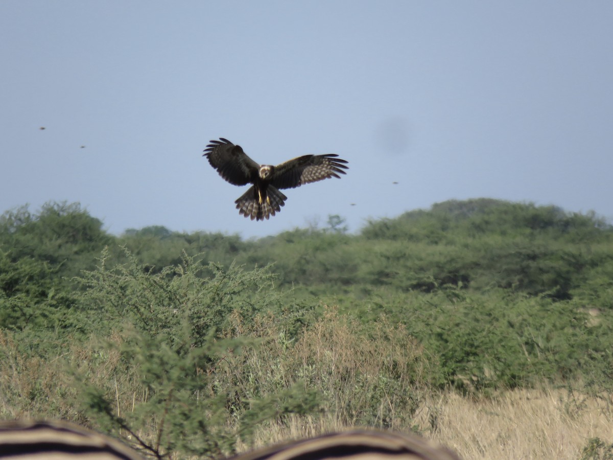 afrikasivhauk - ML645896149