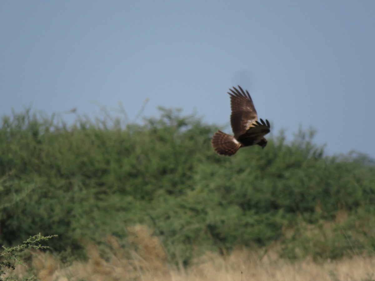 afrikasivhauk - ML645896151